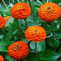 Orange King Zinnie Blumensamen Garten