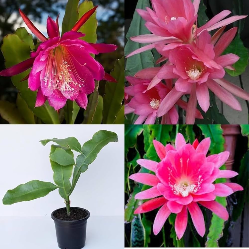 Rosa Epiphyllum Oxypetalum Blumensamen zur Aussaat – robust Sorte – Traditionssorte & ohne Gentechnik Samen Hausgarten