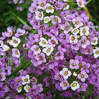 Alyssum Cup Series Mischung Blumensamen zur Aussaat Frühling Rabatten