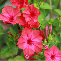 Rot Mirabilis Blumensamen zur Aussaat kompakt Wuchs Traditionssorte & ohne Gentechnik Samen Hausgarten