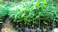 agarwood tree samen für home garden cultivation and botanical collection