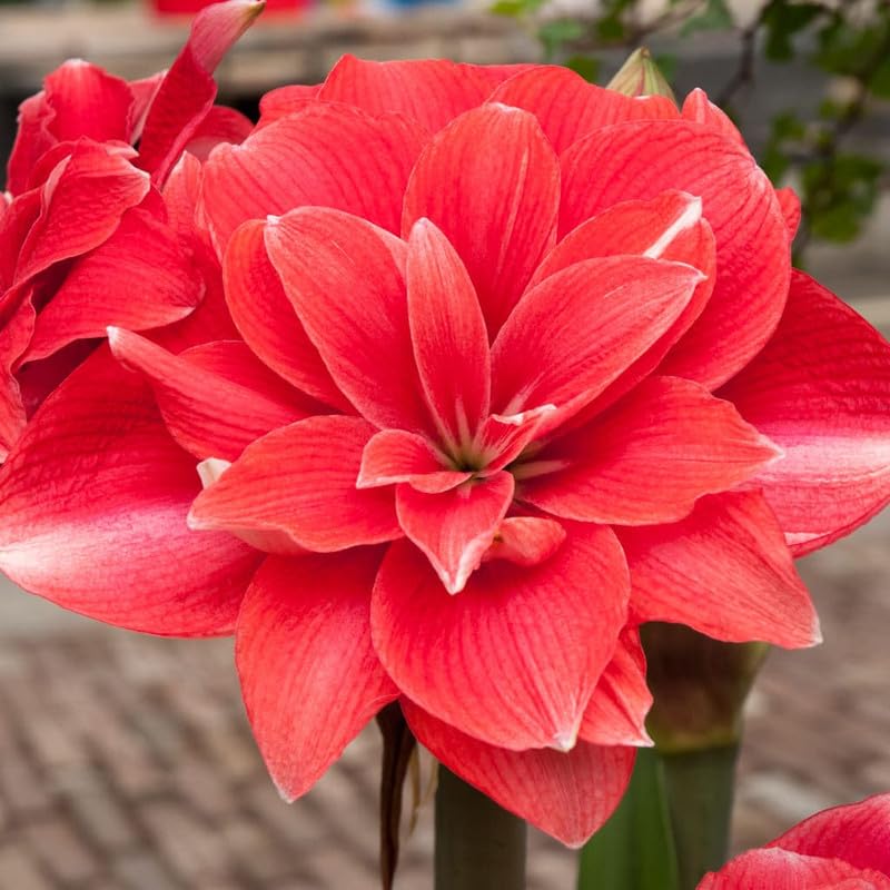 Kastanienrot Hippeastrum Rutilum Blumensamen zur Aussaat – Garten beliebt – Traditionssorte & ohne Gentechnik Samen Hausgarten