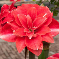 Kastanienrot Hippeastrum Rutilum Blumensamen zur Aussaat – Garten beliebt – Traditionssorte & ohne Gentechnik Samen Hausgarten