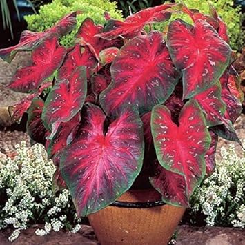Rot Thailand Caladium Blumensamen zur Aussaat sonnenliebend Traditionssorte & ohne Gentechnik Samen Hausgarten