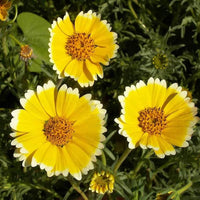 Layia platygossa tidy tips blume samen for garten decoration