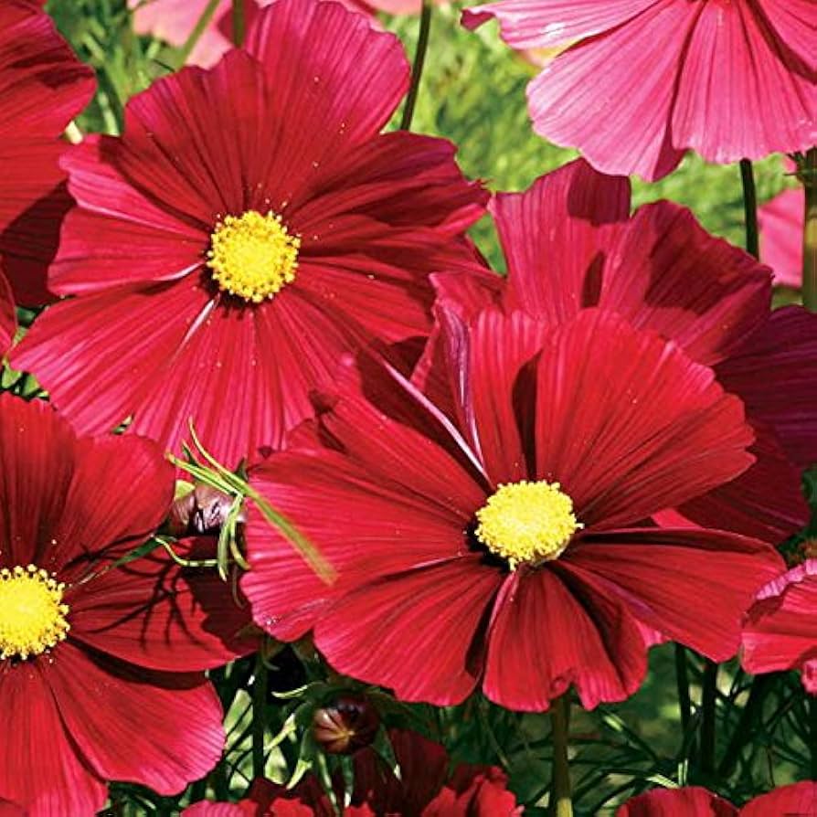 Cosmos rubenza blumen for wildflower garten anpflanzung