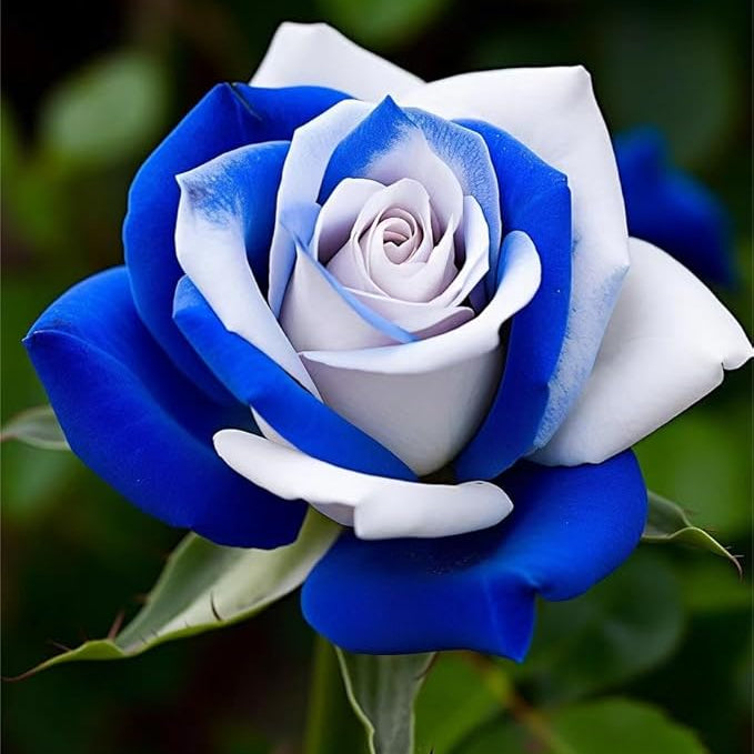 Rose blume samen for anpflanzung - low maintenance, heirloom & gmo free samen for home garten
 
 sale for anpflanzung in home garten