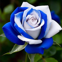 Rose blume samen for anpflanzung - low maintenance, heirloom & gmo free samen for home garten
 
 sale for anpflanzung in home garten