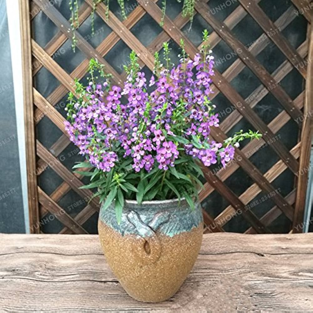 Angelonia Salicariifolia Humb Samen
