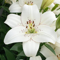 Lilie Lilium spp Blumensamen zur Aussaat Blume Beet und Garten