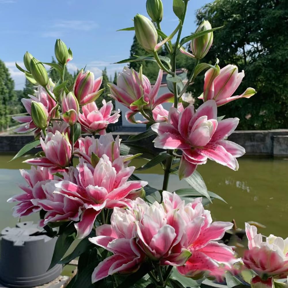 Lilium violett Brownii Blumensamen – Air-Purifying Garten Pflanzen – Bonsai Vase Pflanzen