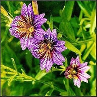 Lila salpiglossis blume samen for anpflanzung - garten favorite, heirloom & gmo free samen for home garten
 
 sale samen for anpflanzung in home garten