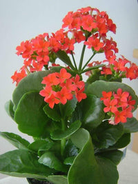 Lila Flammendes Käthchen Blumensamen zur Aussaat lang Blüte Saison Traditionssorte & ohne Gentechnik Samen Hausgarten