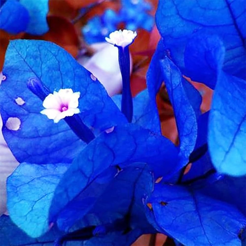 Blau Spectabilis Blumensamen zur Aussaat leuchtend Blüten für Ihren Garten