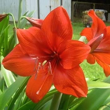 Orange Ritterstern Blumensamen zur Aussaat Landhaus Garten wichtig Traditionssorte & ohne Gentechnik Samen Hausgarten
