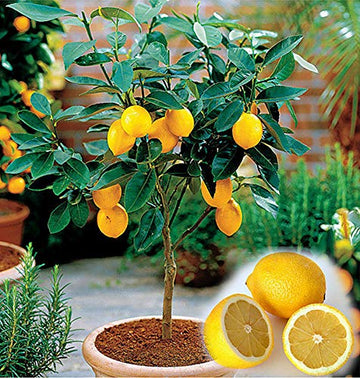 Gelb Citron Citrus Samen für einfache Aussaat