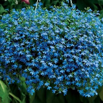 Blau sapphire blume samen for anpflanzung - cut blume favorite, heirloom & gmo free samen for home garten
 
 sale for anpflanzung in home garten.