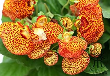 Gelb calceolaria crenatiflora blume samen for anpflanzung - drought tolerant, heirloom & gmo free samen for home garten
 
 sale samen for home garten