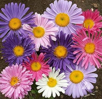 Aster china blume samen for anpflanzung wildflower mix heirloom & gmo free samen for home garten 
 
 sale for anpflanzung in home garten