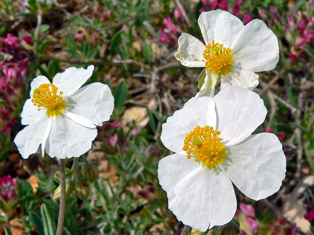 Helianthemum helianthemum spp for anpflanzung in blume bed