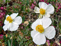 Helianthemum helianthemum spp for anpflanzung in blume bed