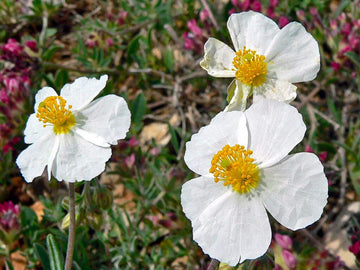 Helianthemum helianthemum spp for anpflanzung in blume bed