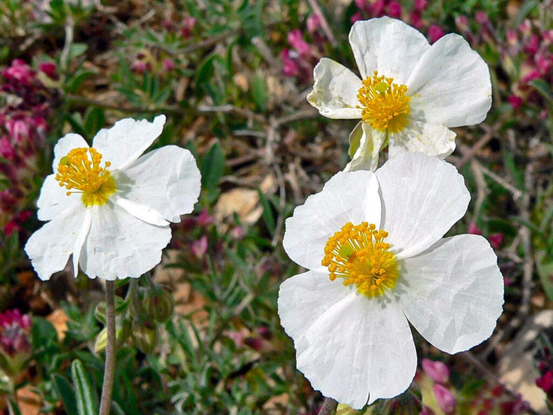 Helianthemum helianthemum spp for anpflanzung in blume bed