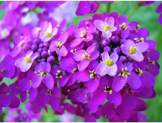 Globe candytuft samen for weiß blumen