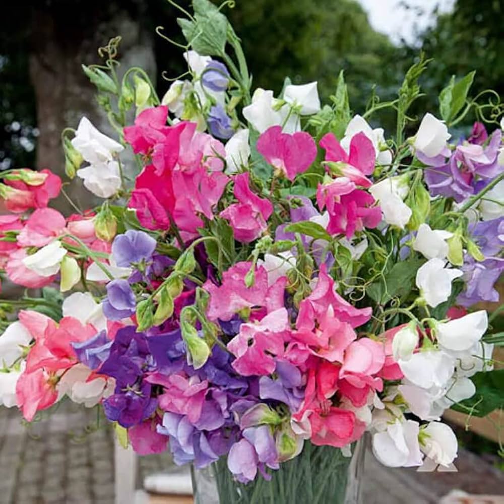 Wicke Gemischt F1 Hybrid Samen – farbenfroh duftend kletternd Blumen