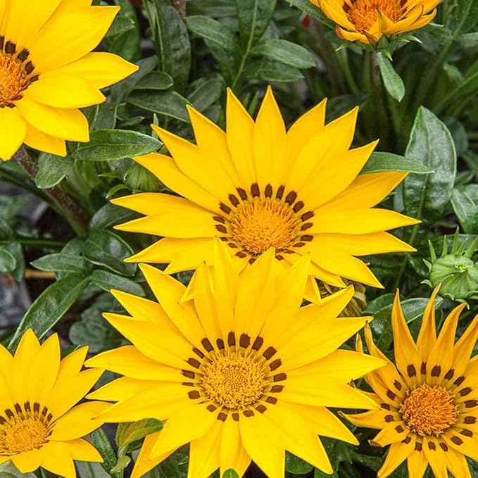 Mittagsgold Gelb Samen leuchtend Gelb Mittagsgold Blumen