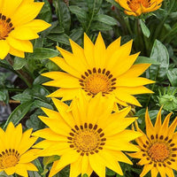Mittagsgold Gelb Samen leuchtend Gelb Mittagsgold Blumen