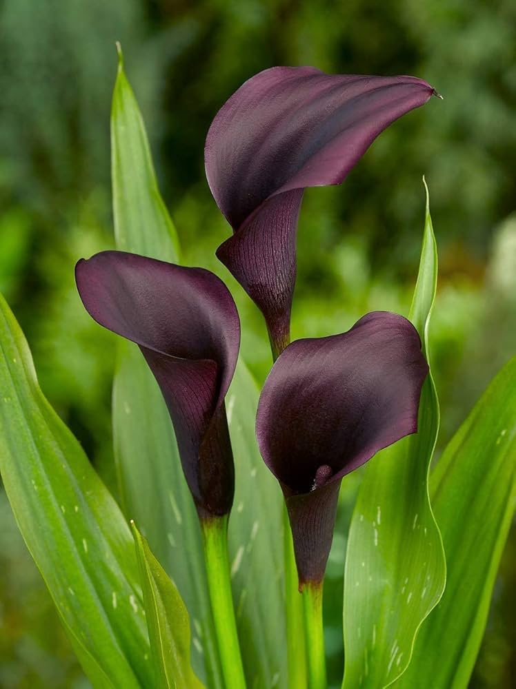 Schwarz Ritterstern Blumensamen zur Aussaat Wildblume Mischung Traditionssorte & ohne Gentechnik Samen Hausgarten