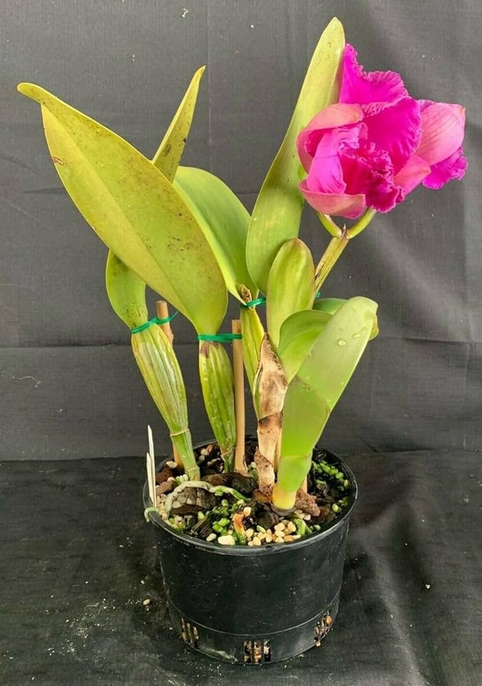 Violett Hydroponic Orchidee Blumensamen zur Aussaat – leuchtend Blüten – Traditionssorte & ohne Gentechnik Samen Hausgarten