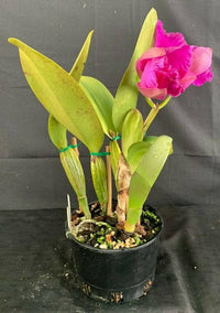 Violett Hydroponic Orchidee Blumensamen zur Aussaat – leuchtend Blüten – Traditionssorte & ohne Gentechnik Samen Hausgarten