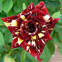Rot und Gelb Striped Rose Pflanze Samen zur Aussaat