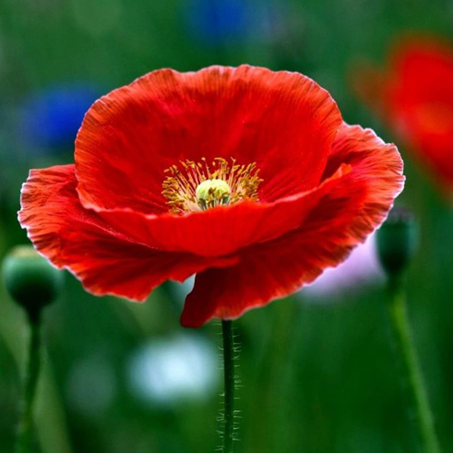 Rot Poppy Papaver rhoeas Blumensamen zur Aussaat