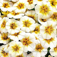 Weiß gelb frostfire blume samen for anpflanzung - hardy variety, heirloom & gmo free samen for home garten
 
 sale for anpflanzung in home garten.