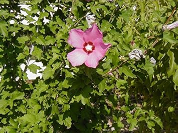 Rosa sharon blume samen for anpflanzung - colorful display, heirloom & gmo free samen for home garten
 
 sale for anpflanzung in home garten