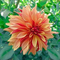 Dahlia cancan blume samen for anpflanzung - premium quality, heirloom & gmo free samen for home garten
 
 sale samen for anpflanzung in home garten