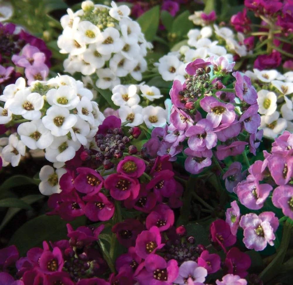 Alyssum cup series mix blume samen for spring anpflanzung