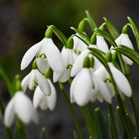 Weiß Snowdrop Blumensamen zur Aussaat – lang Blüte Saison – Traditionssorte & ohne Gentechnik Samen Hausgarten