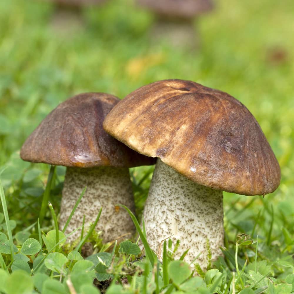 Slippery Jack Pilz Gemüse Samen zum Pflanzen