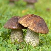 Slippery Jack Pilz Gemüse Samen zum Pflanzen
