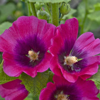 Lila Stockrose Blumensamen zur Aussaat – sonnenliebend – Traditionssorte & ohne Gentechnik Samen Hausgarten