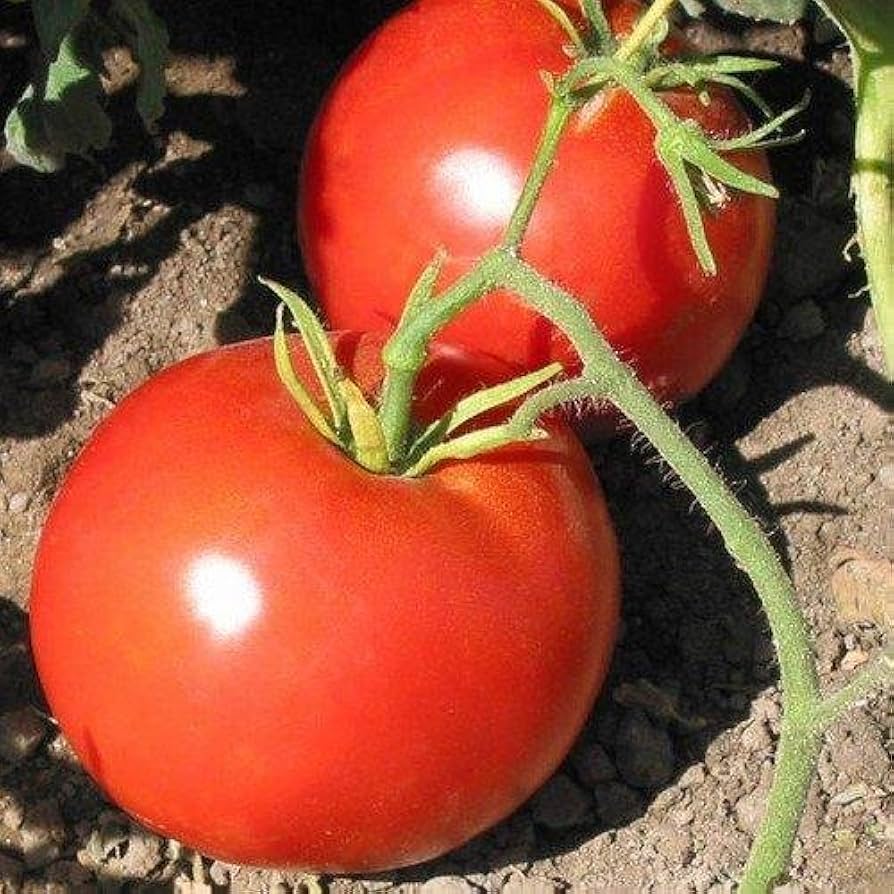 Boxcar Willie Tomate Samen for Sweet, Traditionell Tomate Varieties