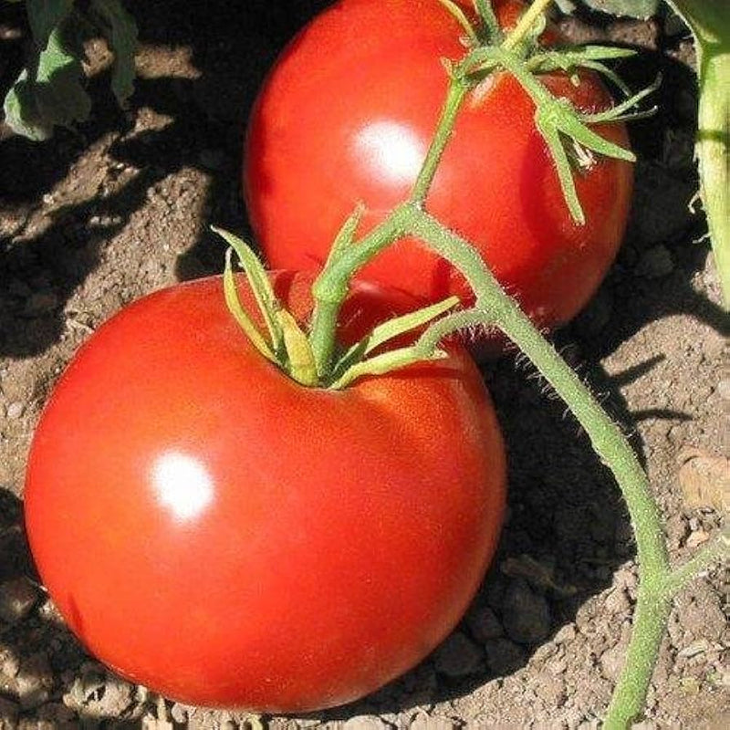 Boxcar Willie Tomate Samen for Sweet, Traditionell Tomate Varieties