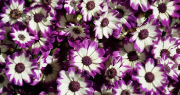 Weiß lila cineraria blume samen for anpflanzung - vibrant colors, heirloom & gmo free samen for home garten
 
 sale for anpflanzung in home garten