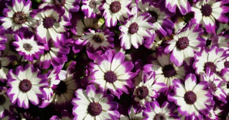 Weiß lila cineraria blume samen for anpflanzung - vibrant colors, heirloom & gmo free samen for home garten
 
 sale for anpflanzung in home garten