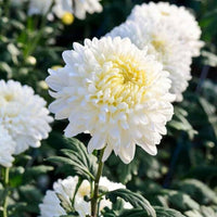 India weiß mix chrysanthemum for anpflanzung in blume bed