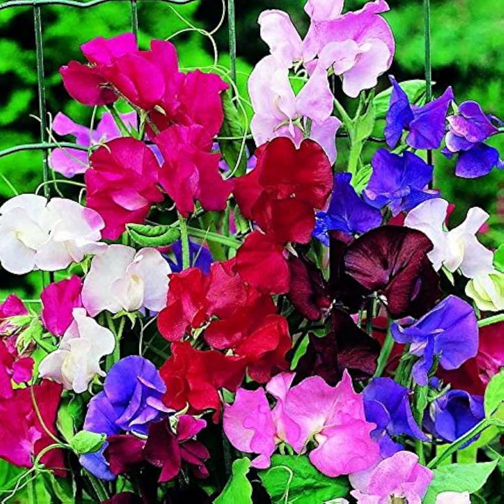 Early Multiflora Mischung Wicke Samen zur Aussaat Blume Beet